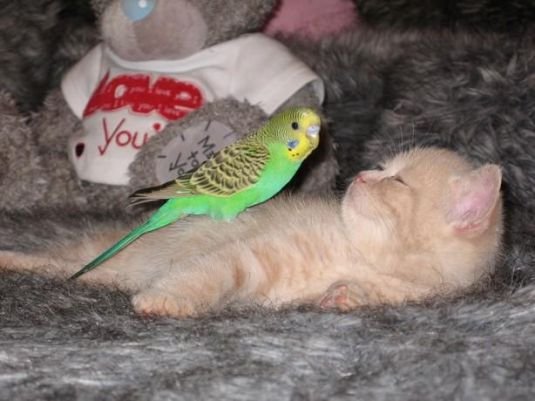 bird_and_tired_cat.jpg