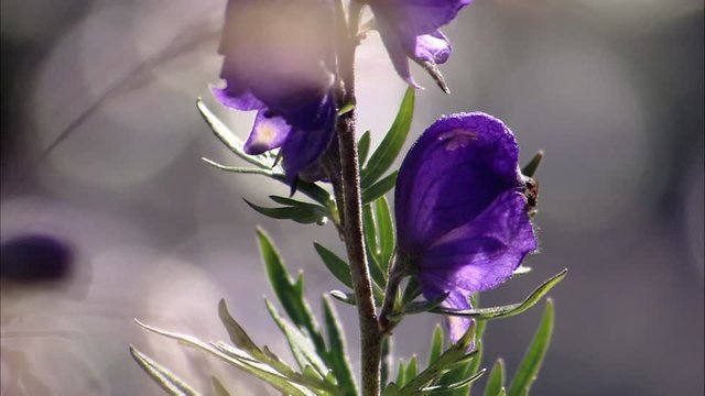 887416055-セイヨウトリカブト-紫-虫-花.jpg