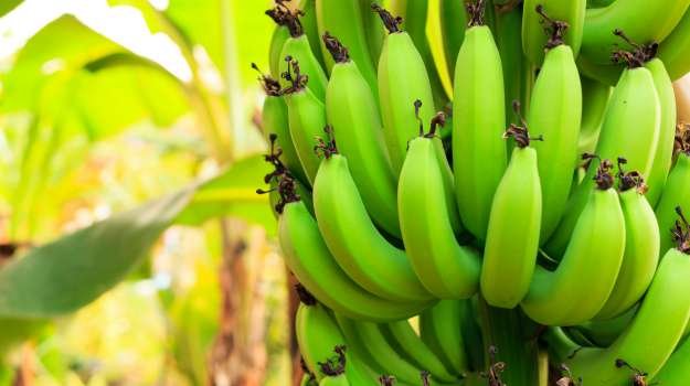 raw-banana-625_625x350_41438101227.jpg