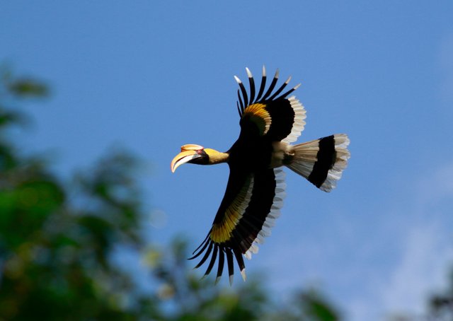 great hornbill flying in groups