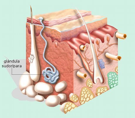 glandula-sudoripara-hiperhidrosis.jpg