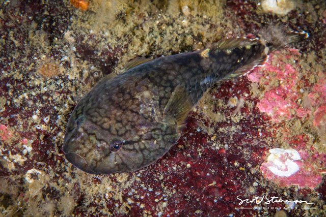 Northern Clingfish-3.jpg