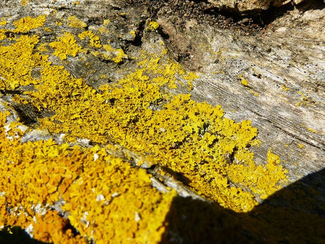 lichen fig tree.jpg