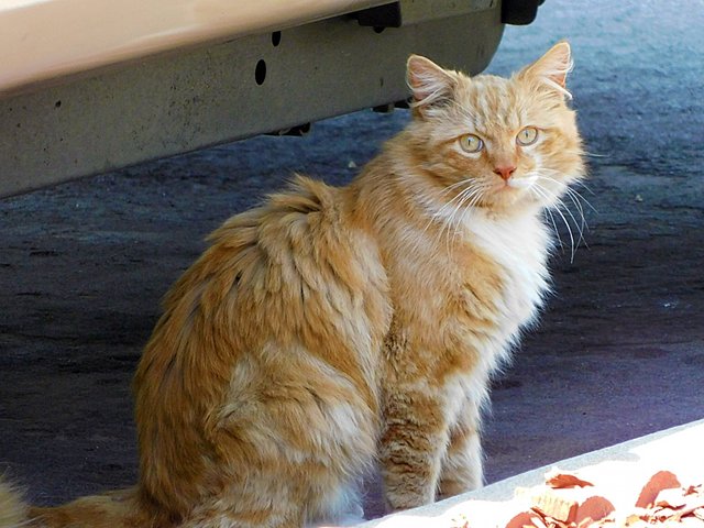 dailypetphotography, orange cat, pet, adsactly, jeronimo rubio, all rights reserved 2018, life, love, pets (2).JPG