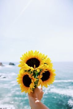 Girasoles** / **Sunflowers** — Steemit