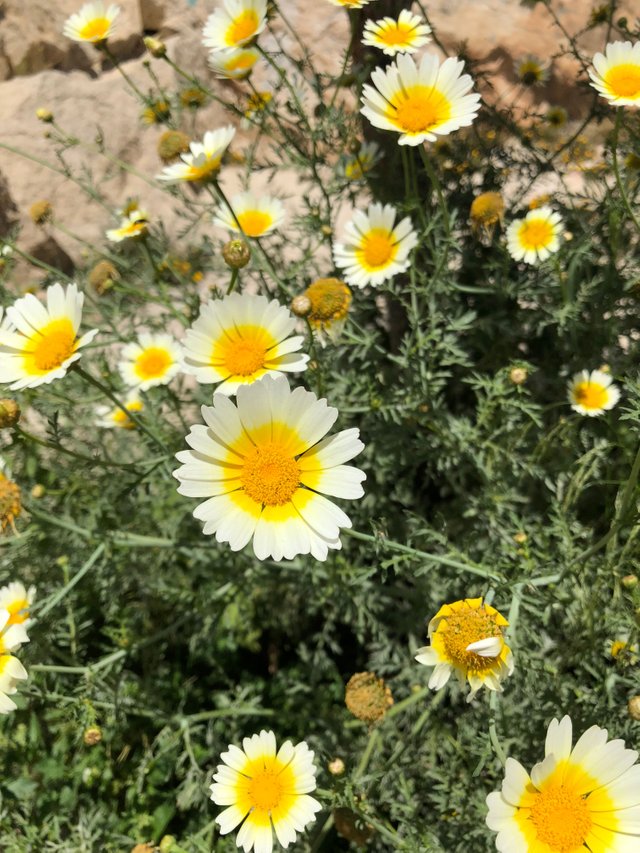0AFBE334-48CE-472E-B344-D29071A5FE8D.jpeg