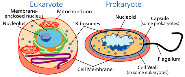 Celltypes.svg.png