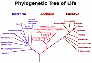 800px-PhylogeneticTree.png
