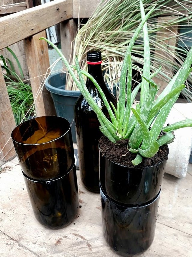 Recycled Wine Bottles As Planters Homesteading Steemit