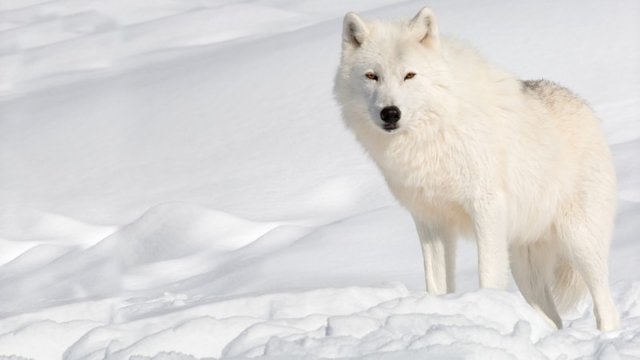 Arctic_wolf.jpg