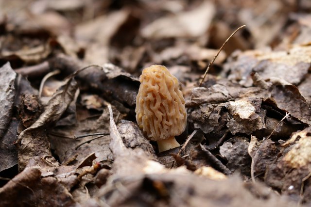 mushroompatr.jpg