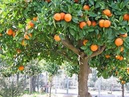 arbol con fruto.jpg