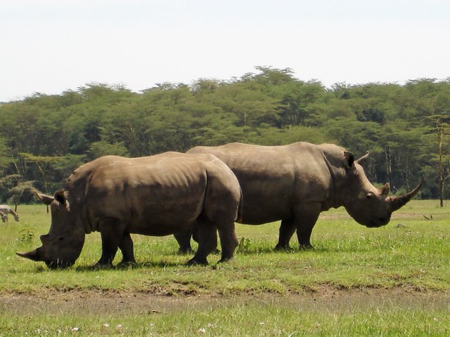 AMBOSELI JUNE 2006 028.jpg