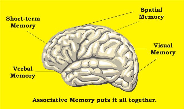 brain-typesofmemory.jpg