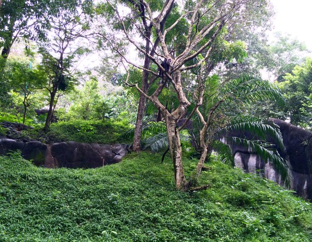 India-monkey-sparse-tree-zoo-Thiruvananthapuram.jpg