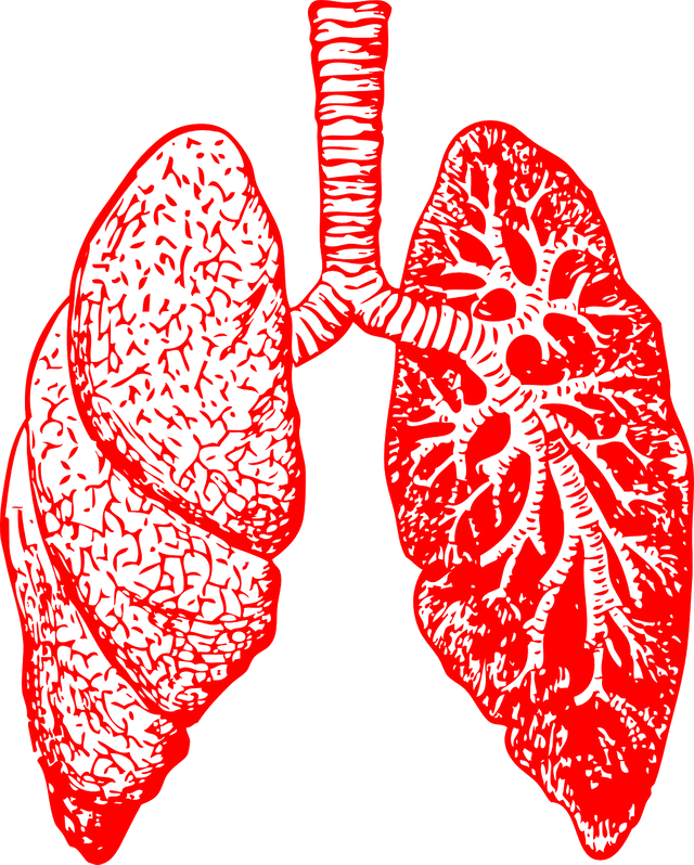 lungs-297492_1280.png