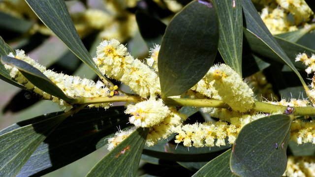 Acacia longifolia sophorae BY Tas 2017-09-25.jpg