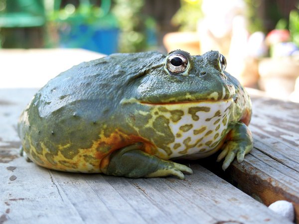 bullfrog...jpg