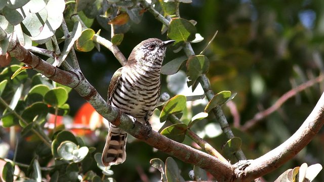 Shining Bronze-cuckoo.jpg