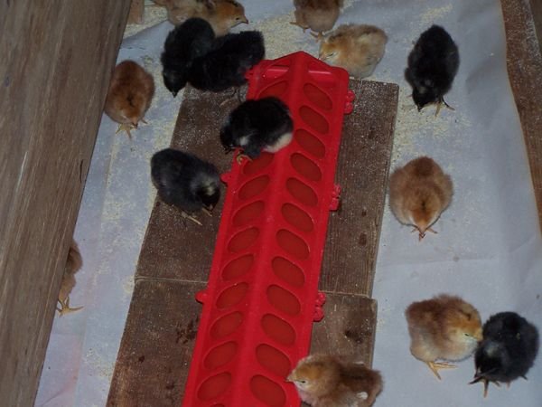 Chicks - learning to drink2 crop May 2018.jpg