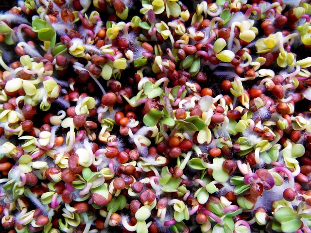 seedlings-germinating-brown-and-green.jpg