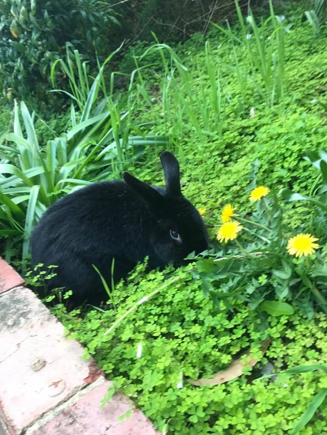 onyx in flowers.jpg