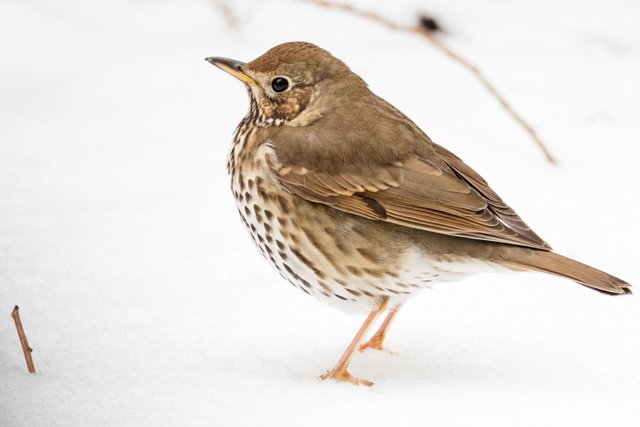 Song Thrush.JPG