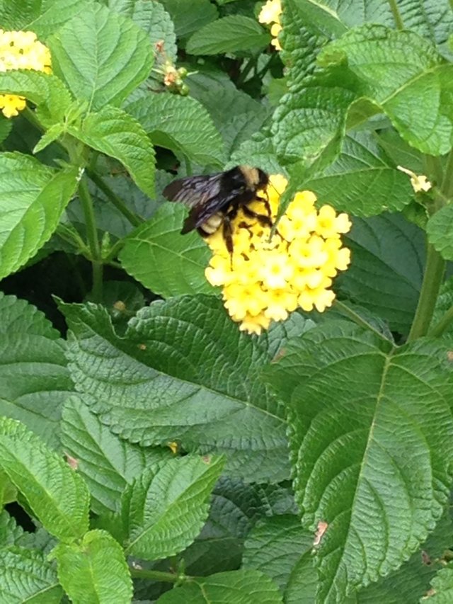 Flowers and Bee.JPG