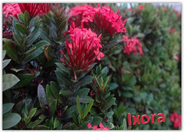 Ixora1.JPG