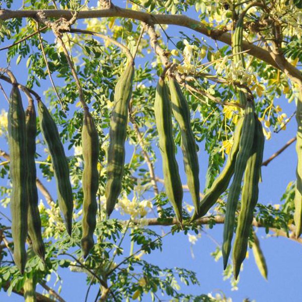 nurserylive-drumstick-plant.jpg