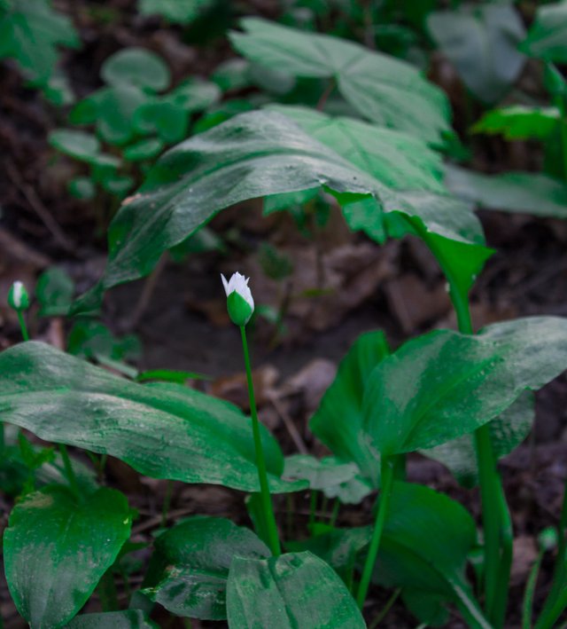 ramson (1 von 1)-10.jpg