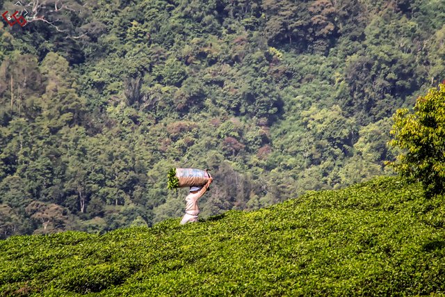 Tea Garden Landscape Photography Steemit