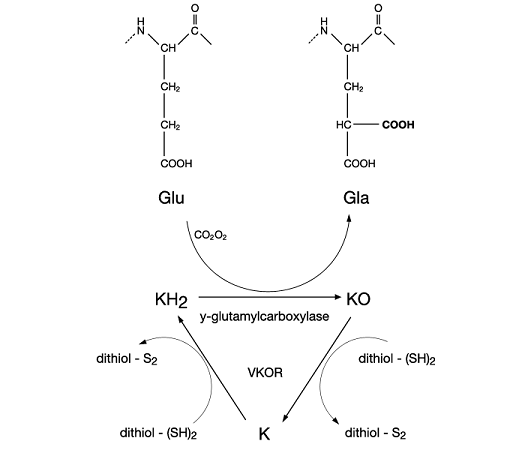 Carboxylation_reaction_vitamin_K_cycle.png
