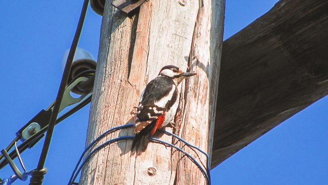 woodpecker