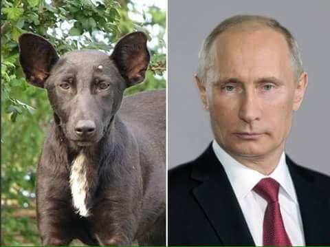 perros que se parecen a sus dueños - Putin.jpg