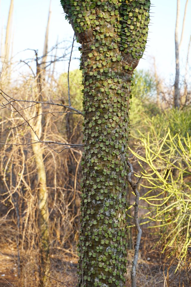 DSC01540- spiny tree.jpg