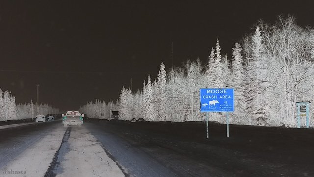 shasta2018march12th47jan23moosesignneg7io.jpg