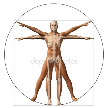 depositphotos_120151574-stock-photo-proportion-anatomy-body.jpg