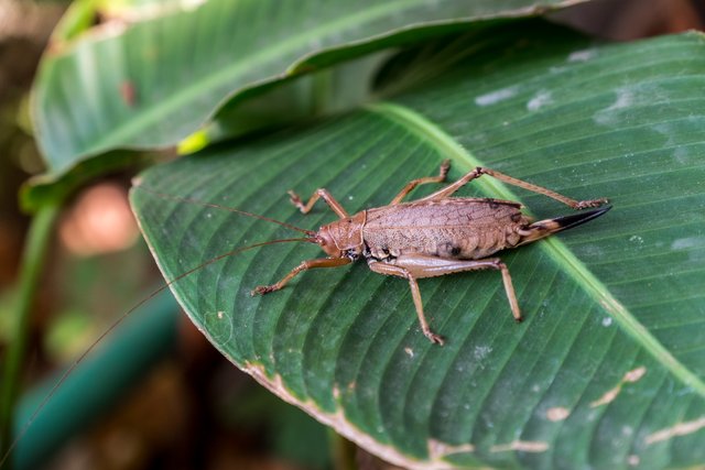 Grasshopper Casa Corazon.jpg