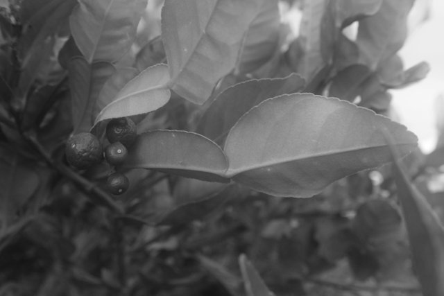 Kaffir Lime fruit and leaves.jpg