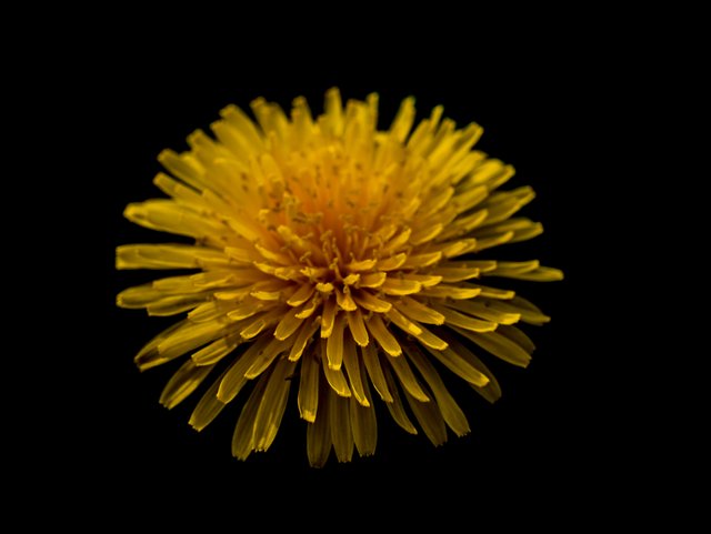 Single_Dandelion_On_Black__PS__P1070840.jpg