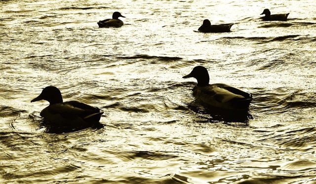 15570702775 - 5 ducks in winter on sefton park lake liverpool.jpg