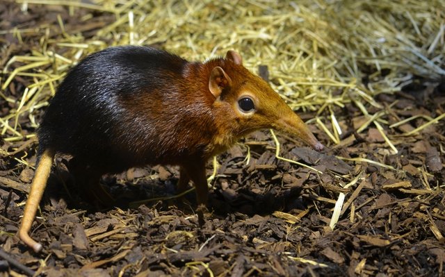 3. Elephant Shrew.jpg