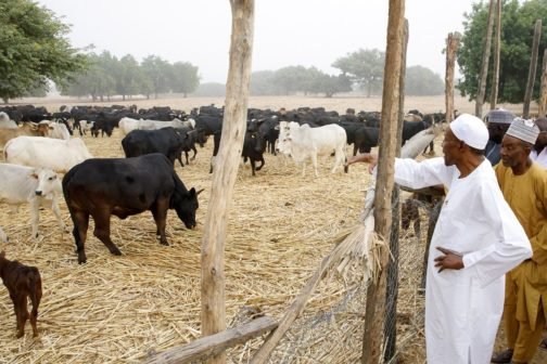 buhari-farmer-1-504x336.jpg