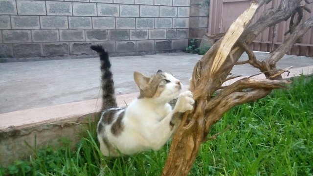pussnme14.jpg