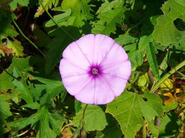 Mallo-Leaved Bindweed 1.jpg