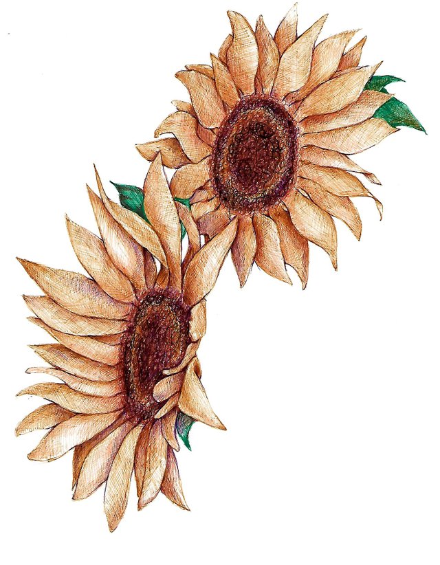 Sunflower_ballpen_art_2_by_jyacini.jpg