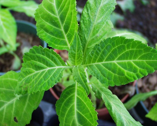 salvia-divinorum-1000x800.jpg