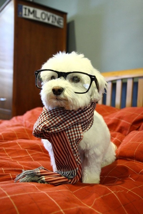 hipster_dog.jpg