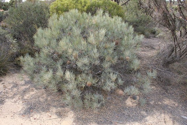 800px-Banksia_sphaerocarpa_caesia_2_Nth_Karlgarin_NR.JPG